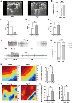 Impact of age-related gut microbiota dysbiosis and reduced short-chain fatty acids on the autonomic nervous system and atrial fibrillation in rats
